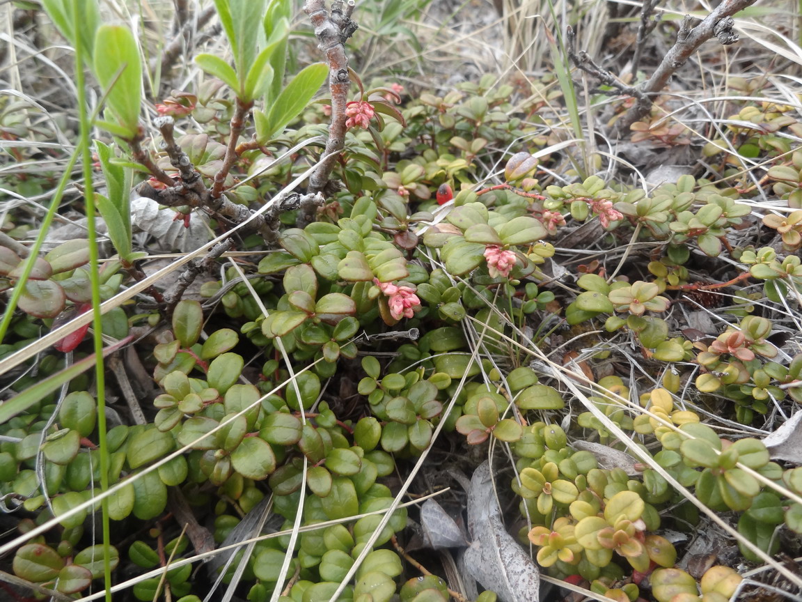 Image of Vaccinium vitis-idaea var. minus specimen.