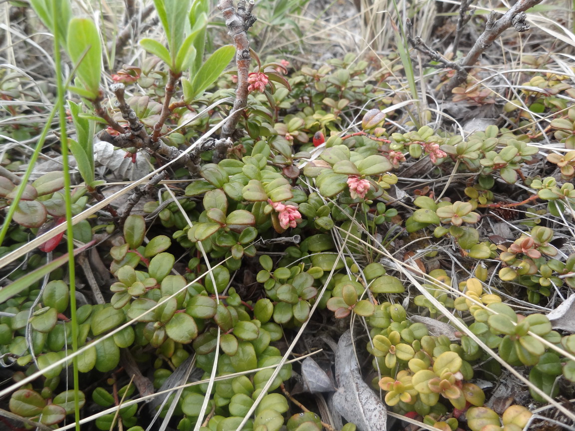 Изображение особи Vaccinium vitis-idaea var. minus.