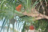 Pandanus tectorius. Часть побега с соплодиями. Таиланд, остров Тао. 27.06.2013.