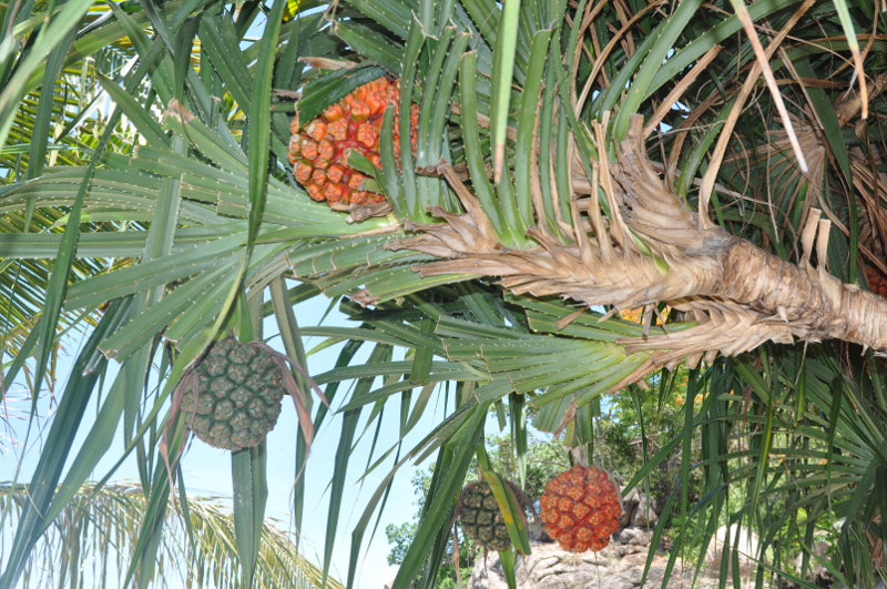 Изображение особи Pandanus tectorius.