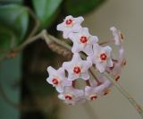 Hoya carnosa