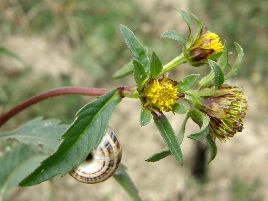 Image of Bidens tripartita specimen.