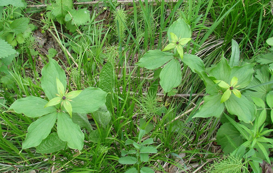 Image of Paris obovata specimen.