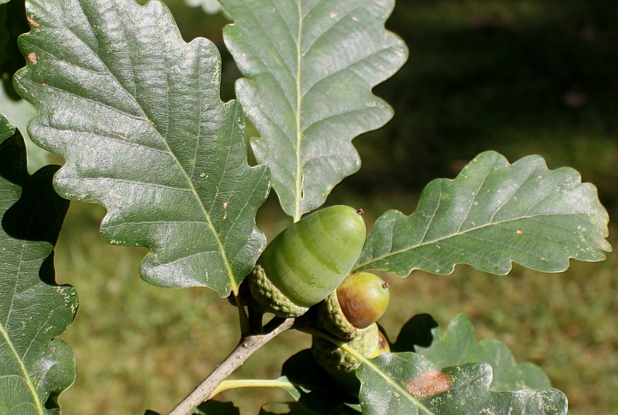 Изображение особи Quercus petraea.