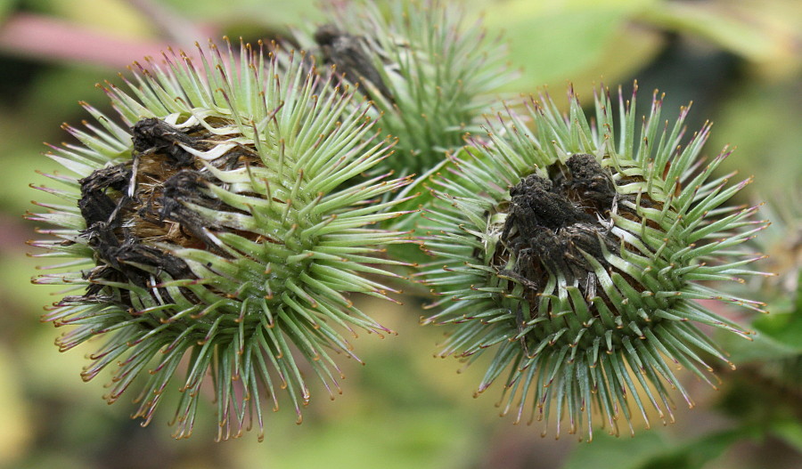 Изображение особи Arctium lappa.