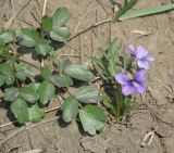 Viola dissecta