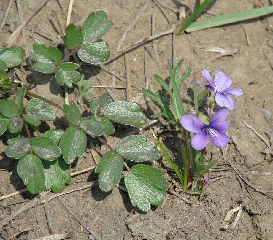 Изображение особи Viola dissecta.