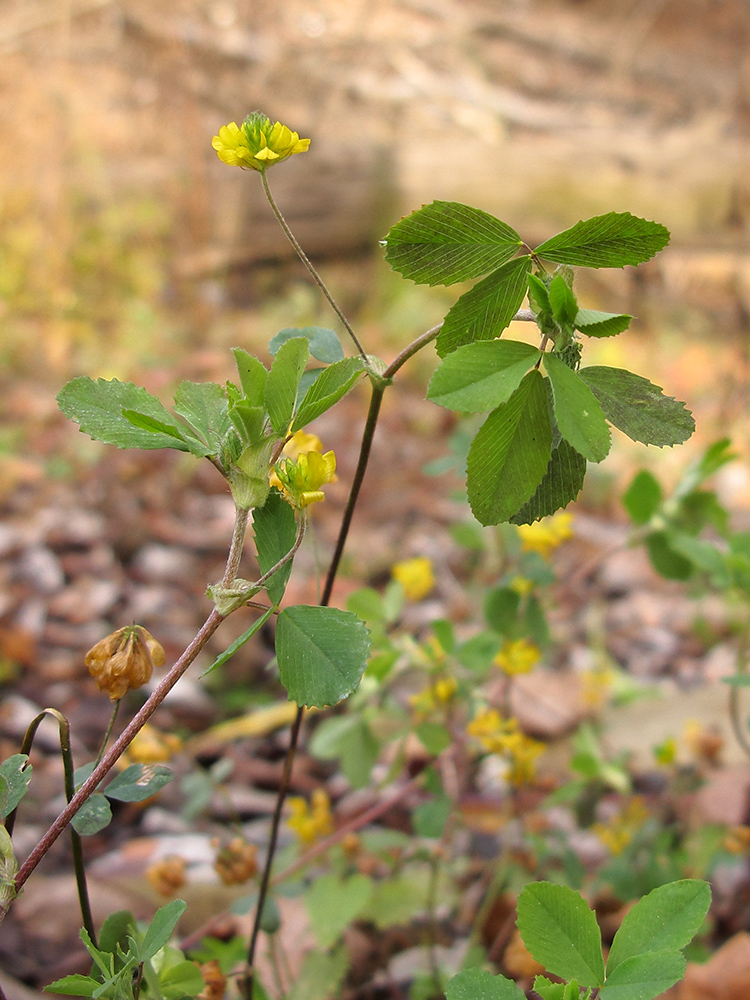 Image of Trifolium campestre specimen.