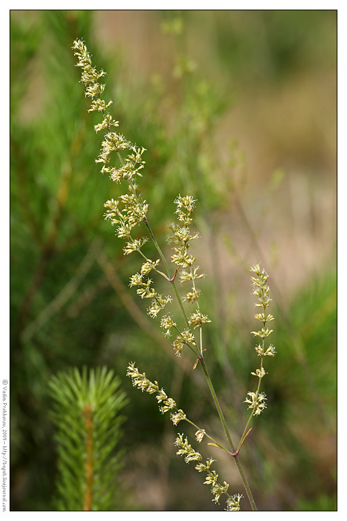 Image of Silene borysthenica specimen.