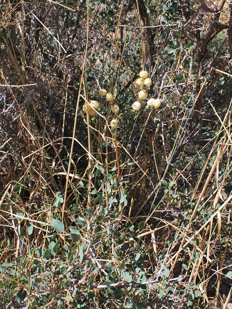 Image of Astragalus krauseanus specimen.