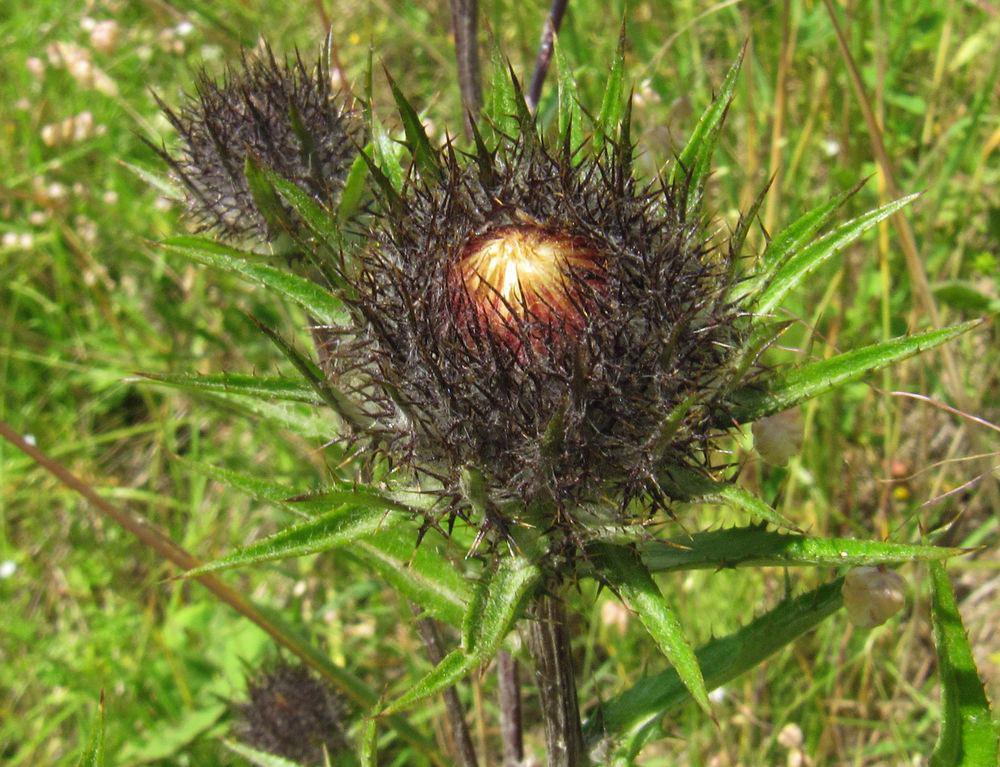 Image of Carlina fennica specimen.