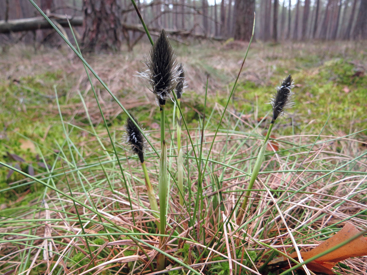 Image of Eriophorum vaginatum specimen.