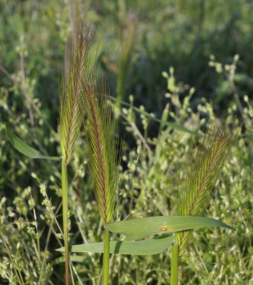 Изображение особи Hordeum secalinum.