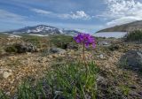 Primula cuneifolia