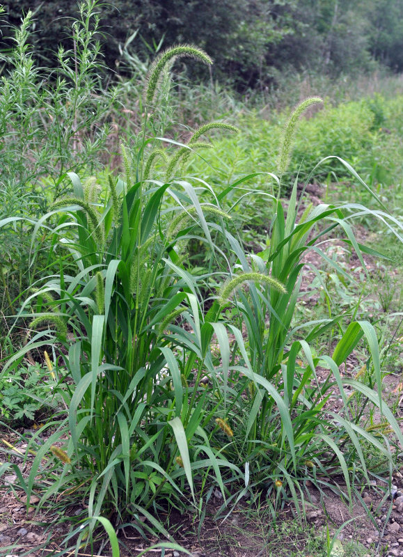 Image of Setaria faberi specimen.