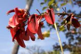 Erythrina crista-galli