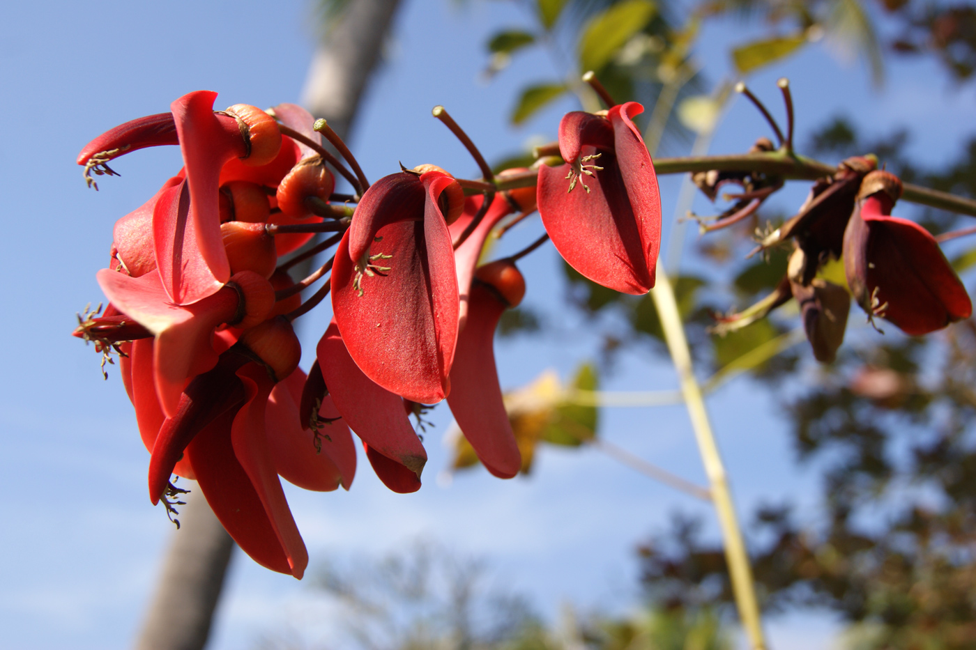 Изображение особи Erythrina crista-galli.