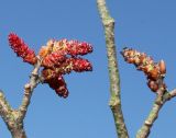 Ostrya carpinifolia. Ветки с соцветиями. Германия, г. Дюссельдорф, Ботанический сад университета. 13.03.2014.