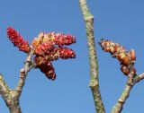 Ostrya carpinifolia