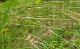 Stipa capillata