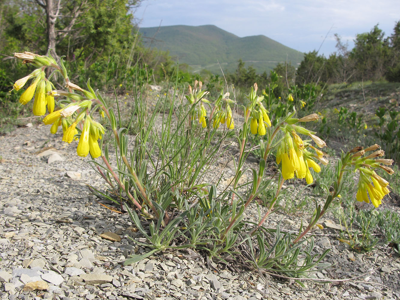 Изображение особи Onosma taurica.