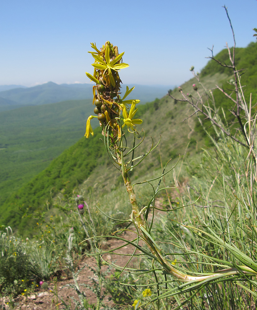 Изображение особи Asphodeline lutea.