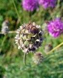 Centaurea scabiosa. Нераспустившееся соцветие. Ярославская обл., Переславский р-н, национальный парк «Плещеево озеро», Клещинское городище. 5 июля 2013 г.