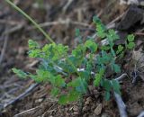 Thalictrum petaloideum. Вегетирующее растение. Амурская обл., среднее течение р. Деп. 30.05.2012.