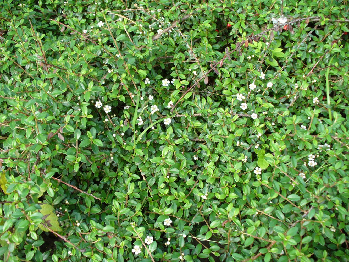 Image of Cotoneaster dammeri specimen.