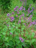 Salvia verticillata. Цветущее растение. Удмуртия, г. Ижевск, Ботанический сад Удмуртского госуниверситета. 10.07.2009.