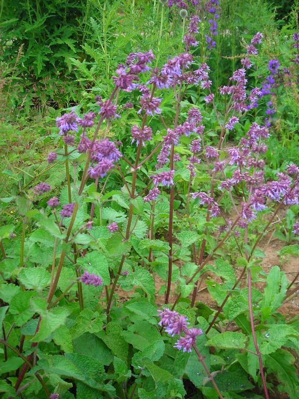 Изображение особи Salvia verticillata.