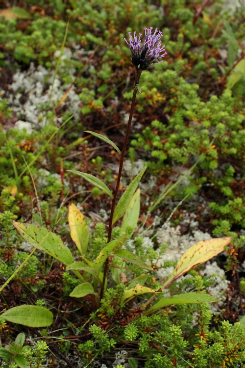 Image of Saussurea alpina specimen.