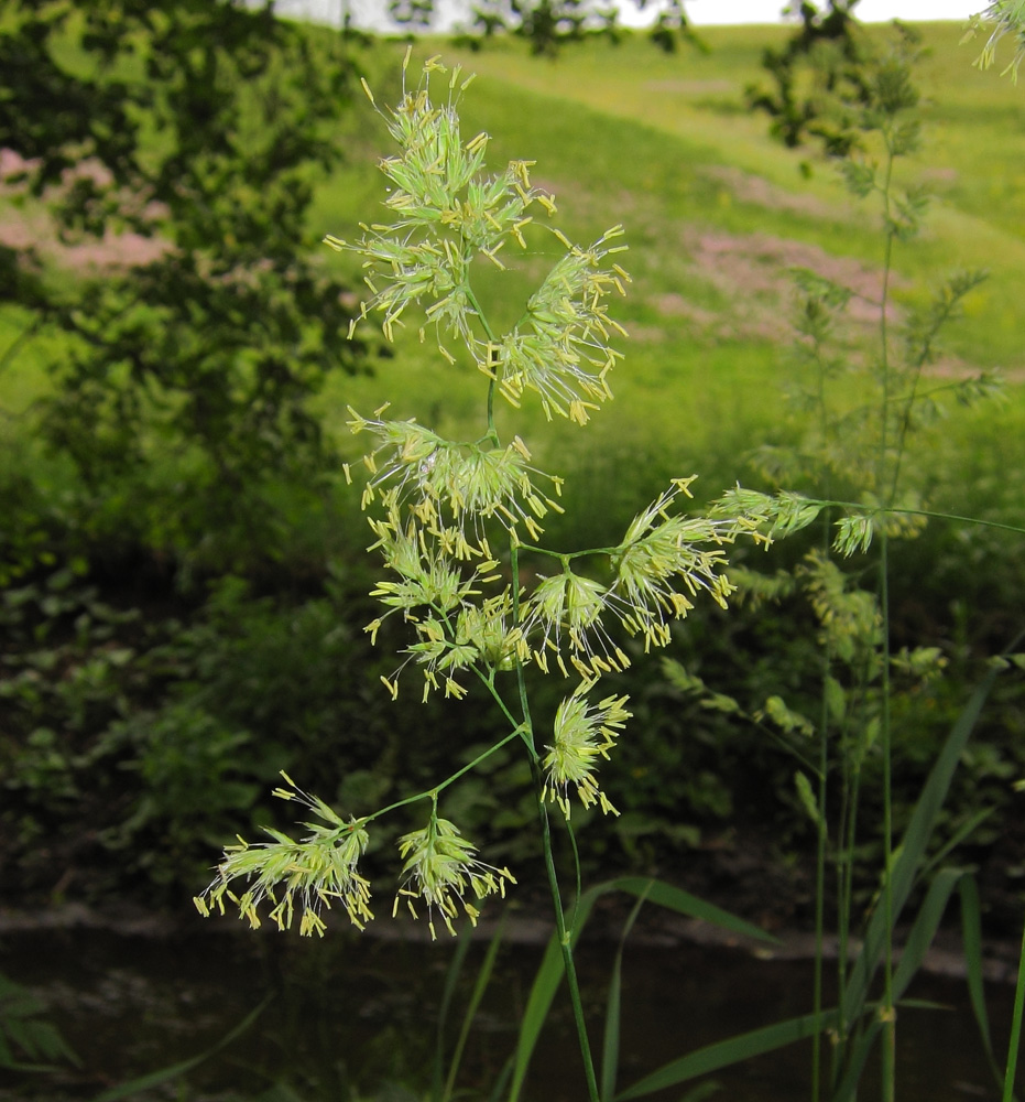 Изображение особи Dactylis glomerata.