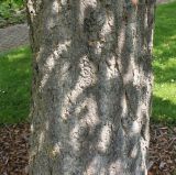 Ginkgo biloba. Средняя часть ствола. Германия, г. Дюссельдорф, Ботанический сад университета. 02.06.2014.