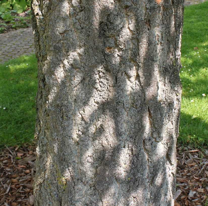 Image of Ginkgo biloba specimen.