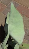 Kalanchoe beharensis