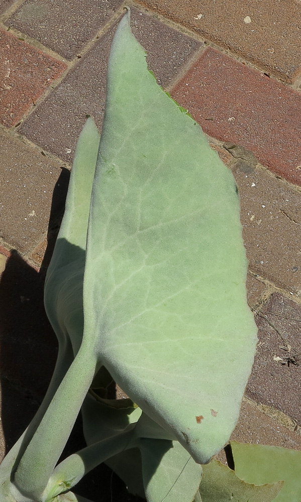 Image of Kalanchoe beharensis specimen.