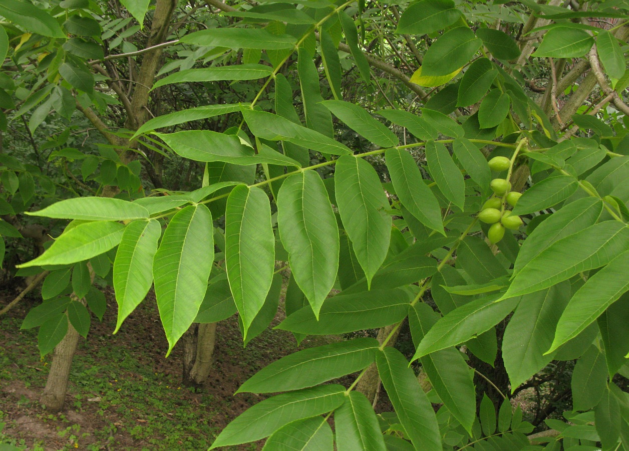 Image of Juglans ailanthifolia var. cordiformis specimen.