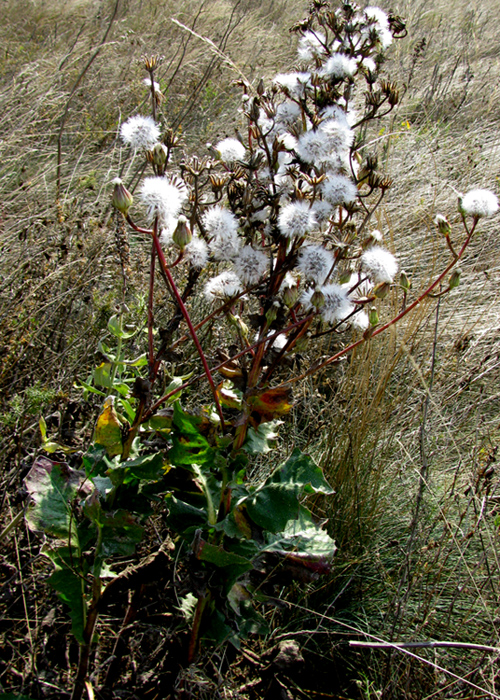 Image of Crepis pannonica specimen.