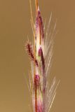 Bothriochloa ischaemum. Часть соцветия. Ростовская обл., Неклиновский р-н, Андреево-Мелентьевское с/п, дол. р. Миус. 24.07.2014.