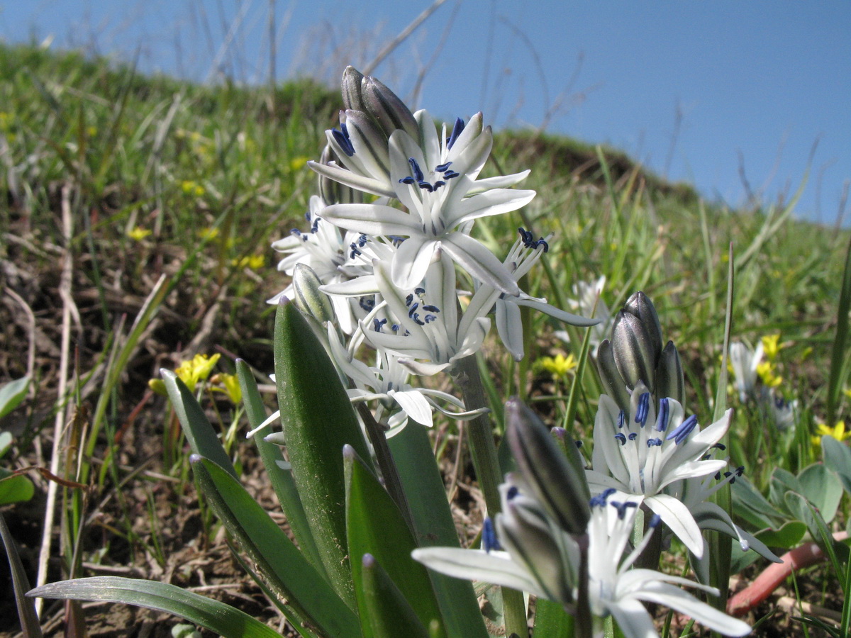 Image of Scilla puschkinioides specimen.