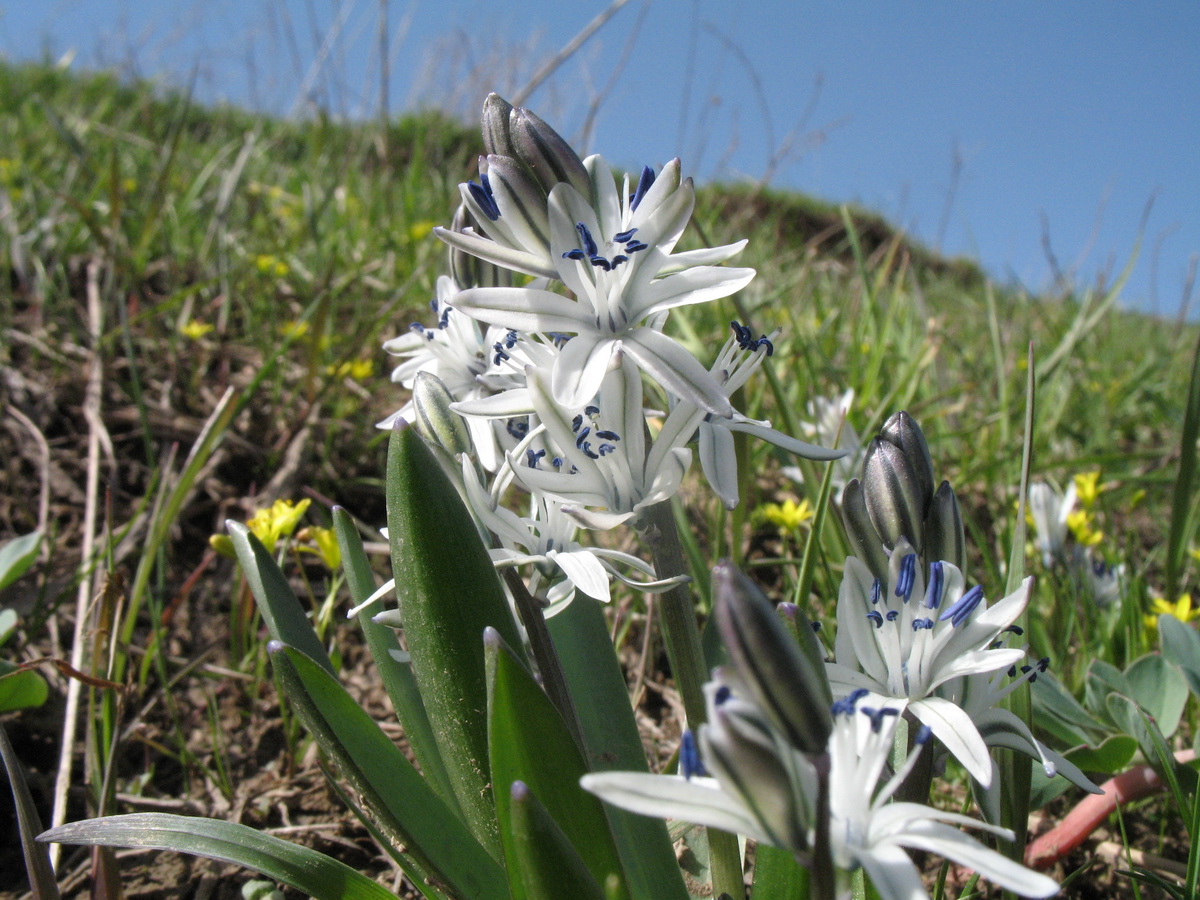 Изображение особи Scilla puschkinioides.