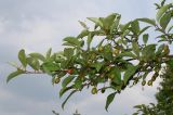 Elaeagnus multiflora