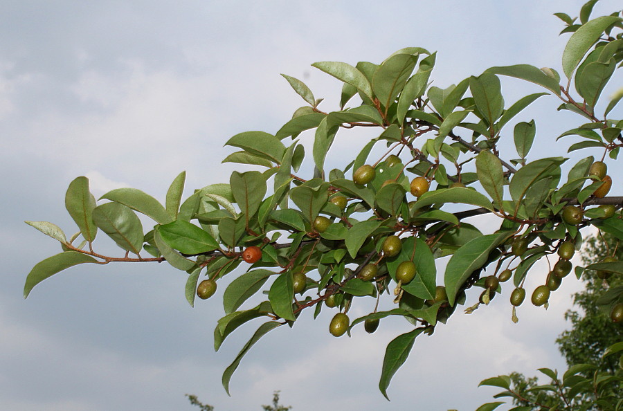 Image of Elaeagnus multiflora specimen.