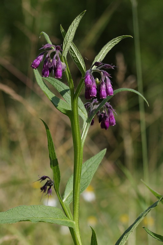 Изображение особи Symphytum officinale.