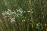 Lepidium latifolium. Верхушка растения с соцветиями. Ростовская обл., Мясниковский р-н, окр. хут. Мартыново, пойменный луг. 21.06.2014.