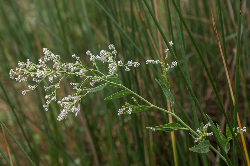 Изображение особи Lepidium latifolium.