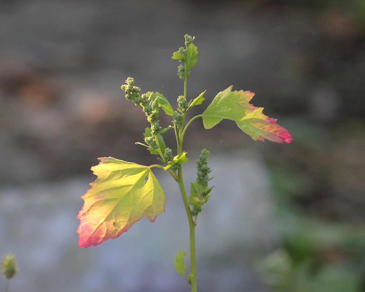 Изображение особи Chenopodium album.