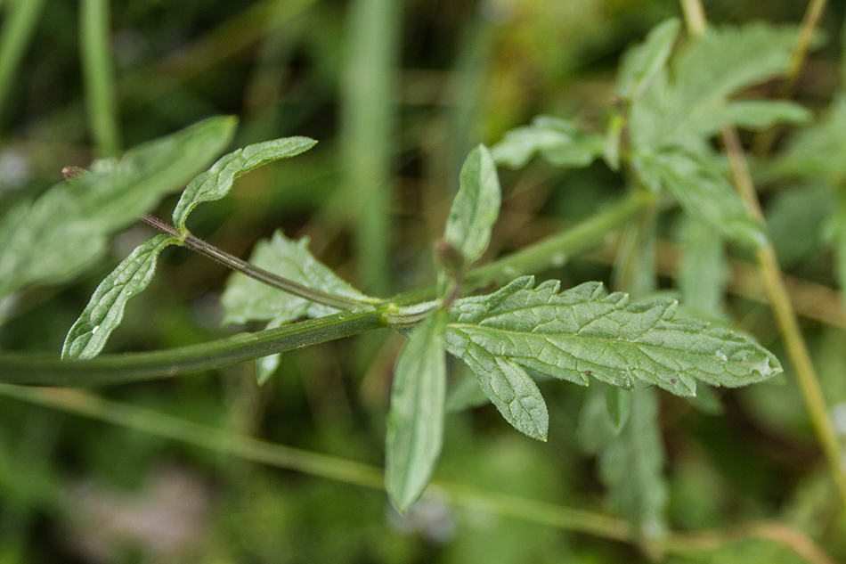 Image of Verbena officinalis specimen.