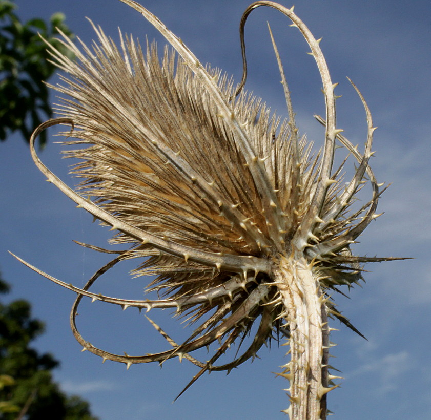 Image of Dipsacus fullonum specimen.